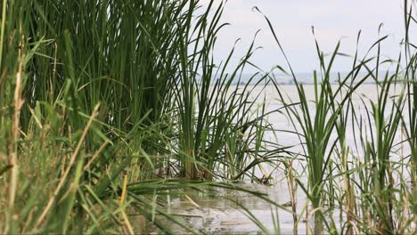 Lake-With-Tall-Aquatic-Grass---close-up