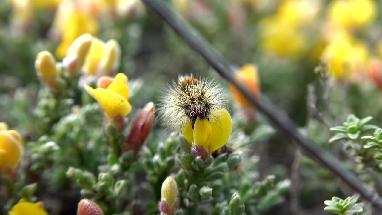 Håret larve, der hviler på en gul blomst