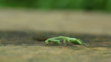 mantis religiosa comiendo en el suelo y gente caminando detrás