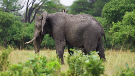 perfil de vista lateral de un viejo elefante parado en la sabana de pastizales en la reserva de caza de moremi, botswana