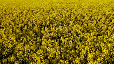 panoramic view of vast field of bright yellow flowers