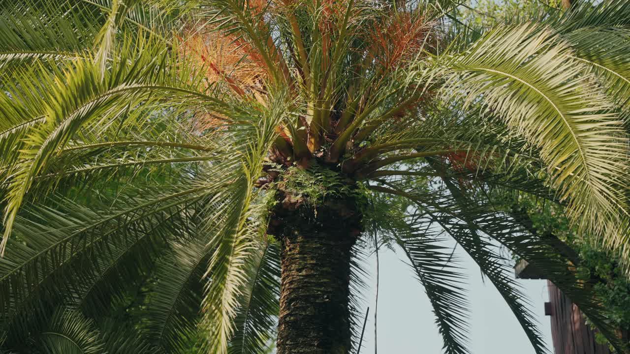 close up of palm tree crown with green and orange fronds in bright sunny tropical garden