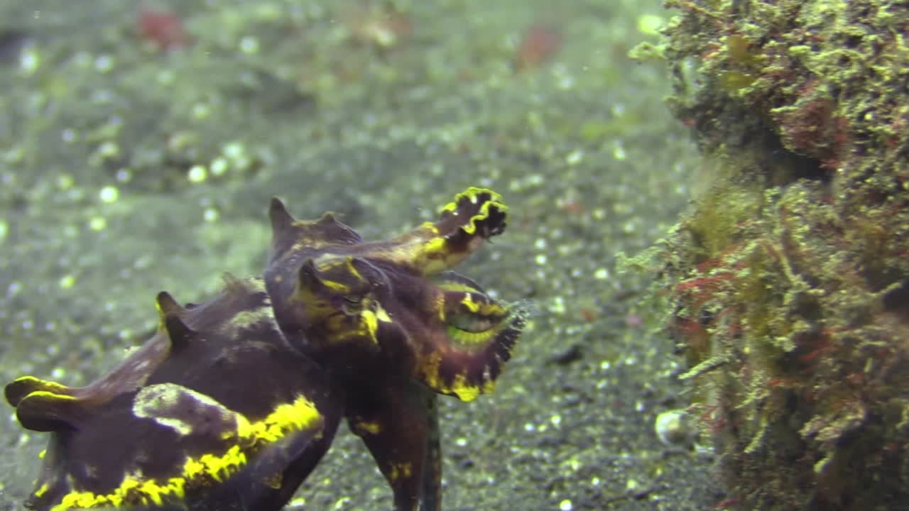 암컷 화려한 오징어가 이륙하여 코코넛 껍질의 구멍을 향해 헤엄칩니다.