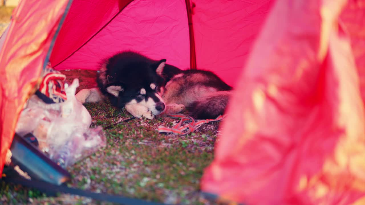 raza de perro malamute de alaska descansando dentro de la tienda de campamento