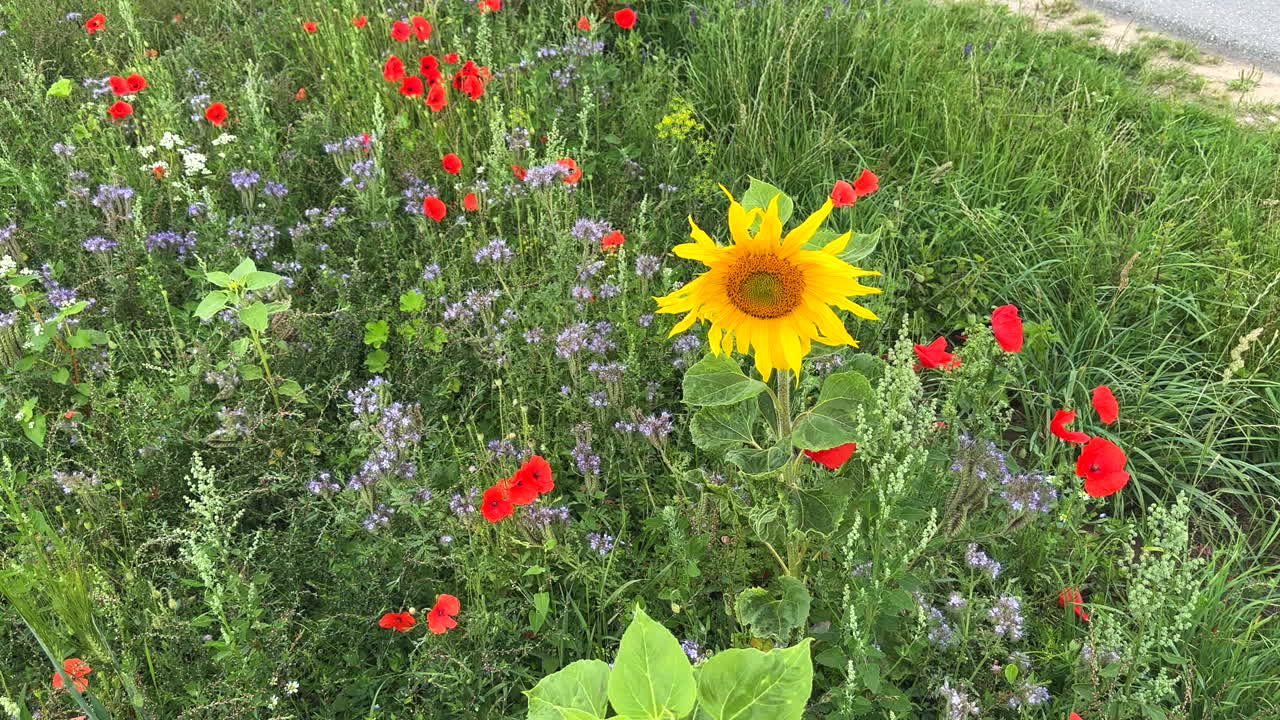 Ved siden av en vei er det en blomstrende stripe med solsikker, valmuer og kornblomster for insektene i sakte film
