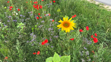 Neben-Einer-Straße-Gibt-Es-In-Zeitlupe-Einen-Blühstreifen-Mit-Sonnenblumen,-Mohn-Und-Kornblumen-Für-Die-Insekten