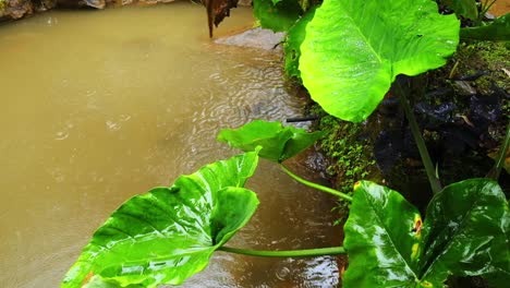 Philodendron-Grüne-Pflanze-Unter-Dem-Regen-Feuchter-Tropischer-Teich-Amerikanischer-Wald-Nasse-Blätter,-Die-Im-Kolumbianischen-Tal-Glänzen