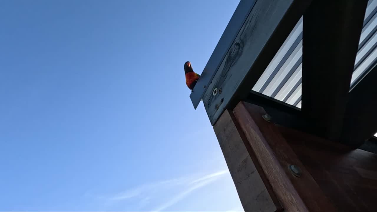 loro colorido volando desde una estructura de madera