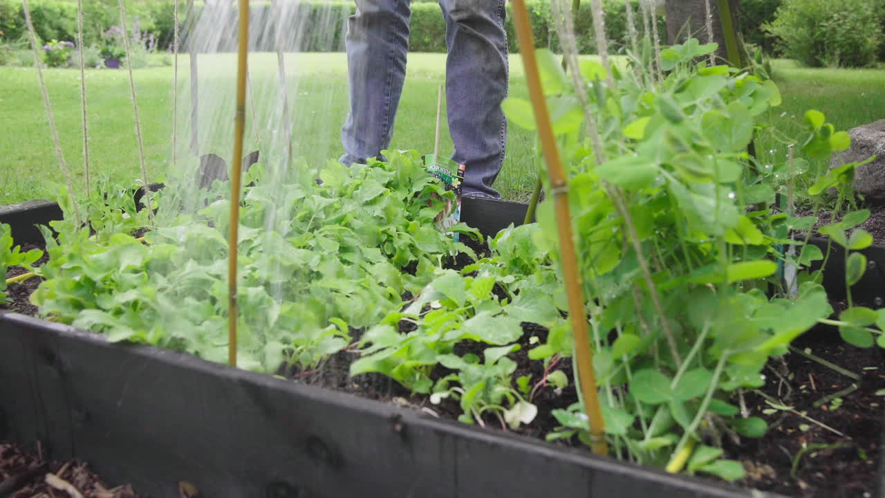 집에 있는 정원에서 남성이 직접 재배한 유기농 채소에 물을 주고 있습니다.