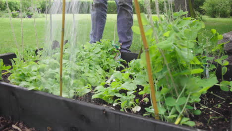 male watering homegrown organic greens in the garden at home