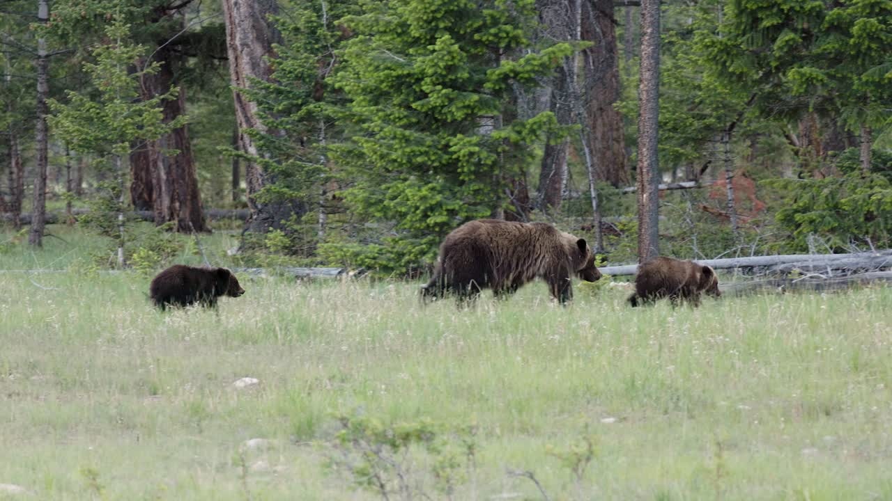 A grizzly bear mother ambles through a vibrant, green meadow dotted with wildflowers, followed closely by her cubs, as they wander and graze in the wilderness