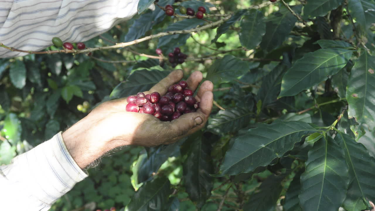 un agricultor recoge granos maduros de un cafeto en una plantación en el salvador