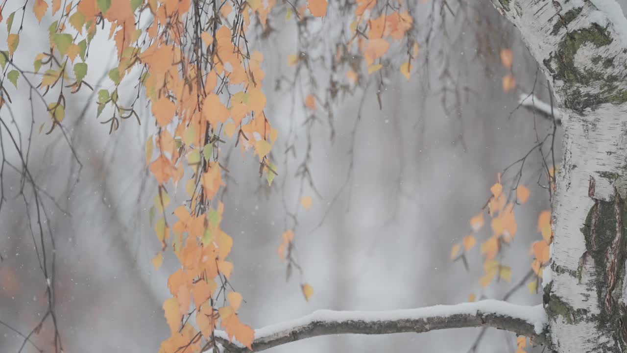 Snow Falling on Birch Tree with Yellow Leaves
