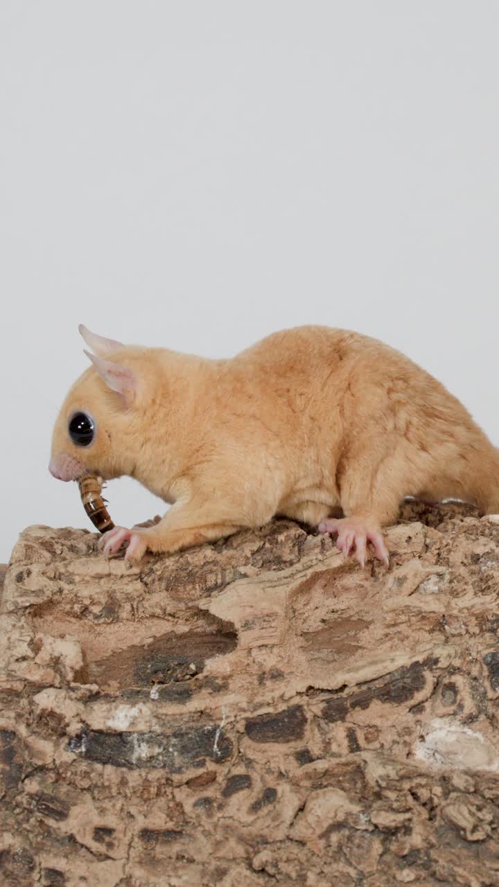 Petaurus dello zucchero dorato mangia un verme della farina su roccia artificiale, telecamera fissa, illuminazione da studio luminosa.