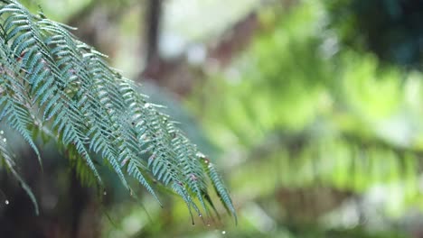 primer plano de hojas de helecho en un bosque tropical