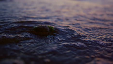 Closeup-crab-walking-seashore-in-morning-sunrise.-Wild-animal-laying-sand-beach