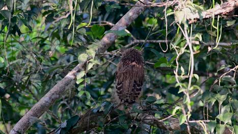 The-Buffy-Fish-Owl-is-a-big-owl-and-yet-the-smallest-among-the-four-Fish-Owls