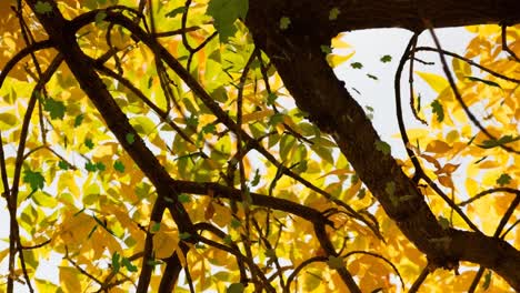 Animation-of-autumn-leaves-falling-over-tree