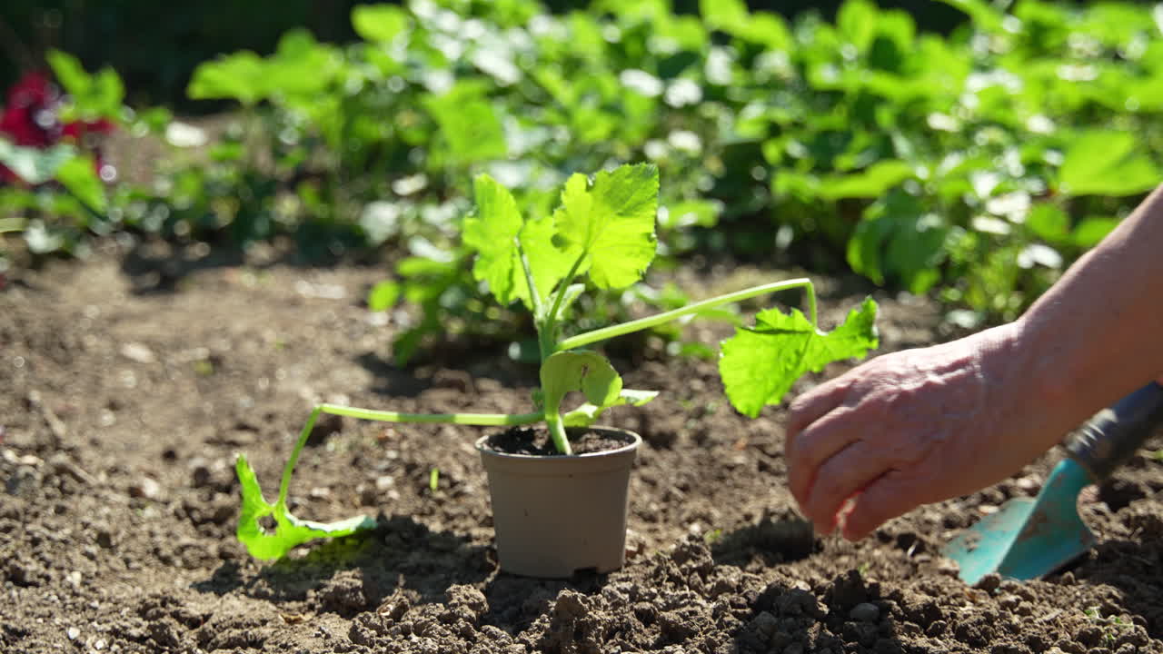 Plantando un pepino.