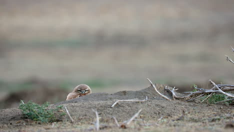 burrowing owlet on the ground at grasslands national park in saskatchewan, canada