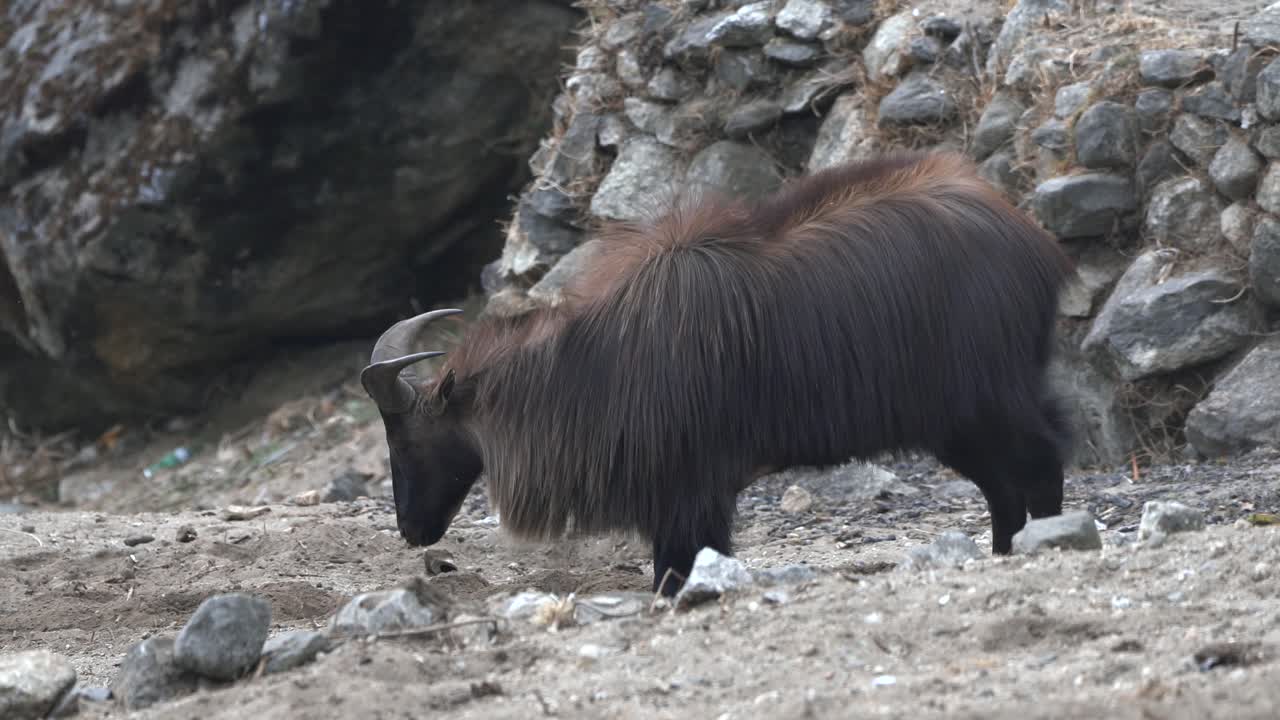 소금을 찾아 흙을 긁는 히말라야 타르