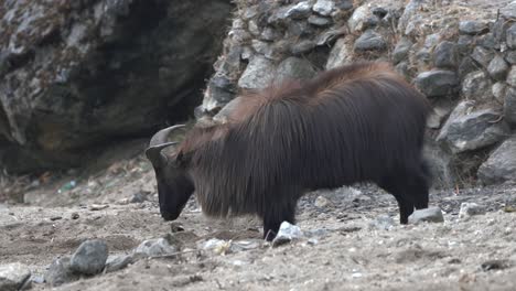 a himalayan tahr scratching in the dirt looking for salt