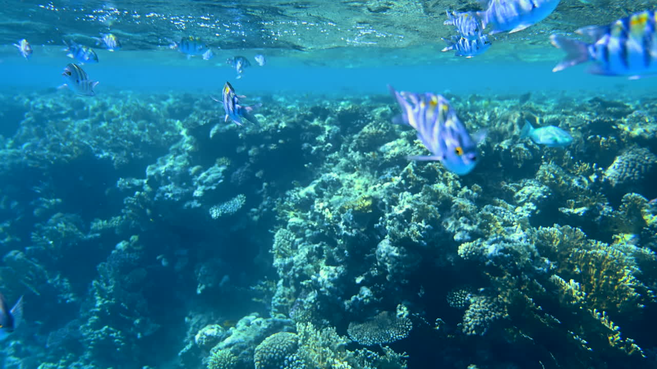 Close up of Indo-Pacific sergeant fish swimming near a coral reef