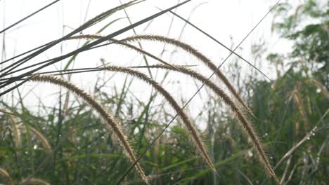 4k grass flowers blown by the wind on the cloudy day