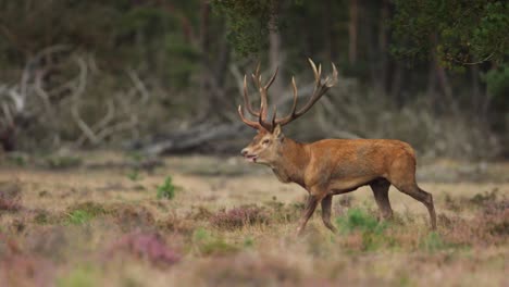 large stag, red deer, male, running in forest field, large antlers, female red deers, close up, slow motion