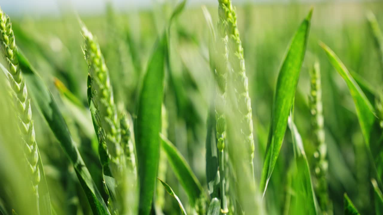 Close-up overview of healthy wheat in peak vegetative phase under soft natural light