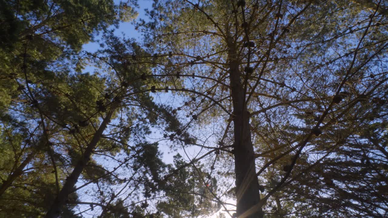 copos de pino a la luz del día, soleado, el cielo es azul