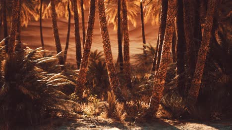 Palmeras-En-El-Desierto-Del-Sahara