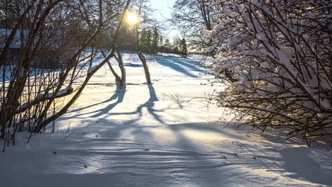 glistening snow at dusk with leafless trees during winter season