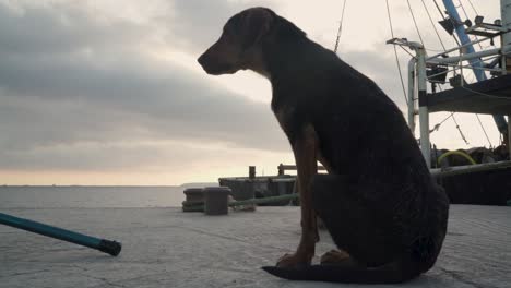 Perro-Viejo-Sentado-En-El-Muelle-Antes-Del-Atardecer-Y-Mirando-Alrededor