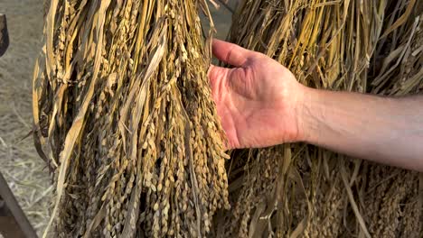 hands inspecting rice stalks in thailand