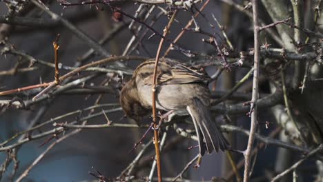 Old-World-sparrow-perched-through-thin-tree-branches,-slow-motion,-closeup