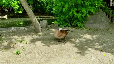 duck-with-skin-disease-scratches-itself-in-an-enclosure-at-the-zoo