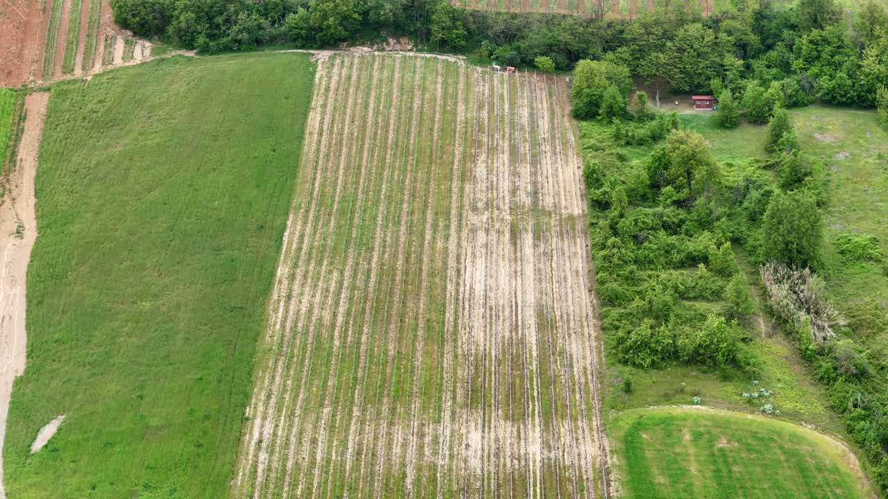 Aerial slow-motion shot rising over neat uphill vineyard rows in Val d’Arda, Emilia-Romagna, bordered by green fields and woodland