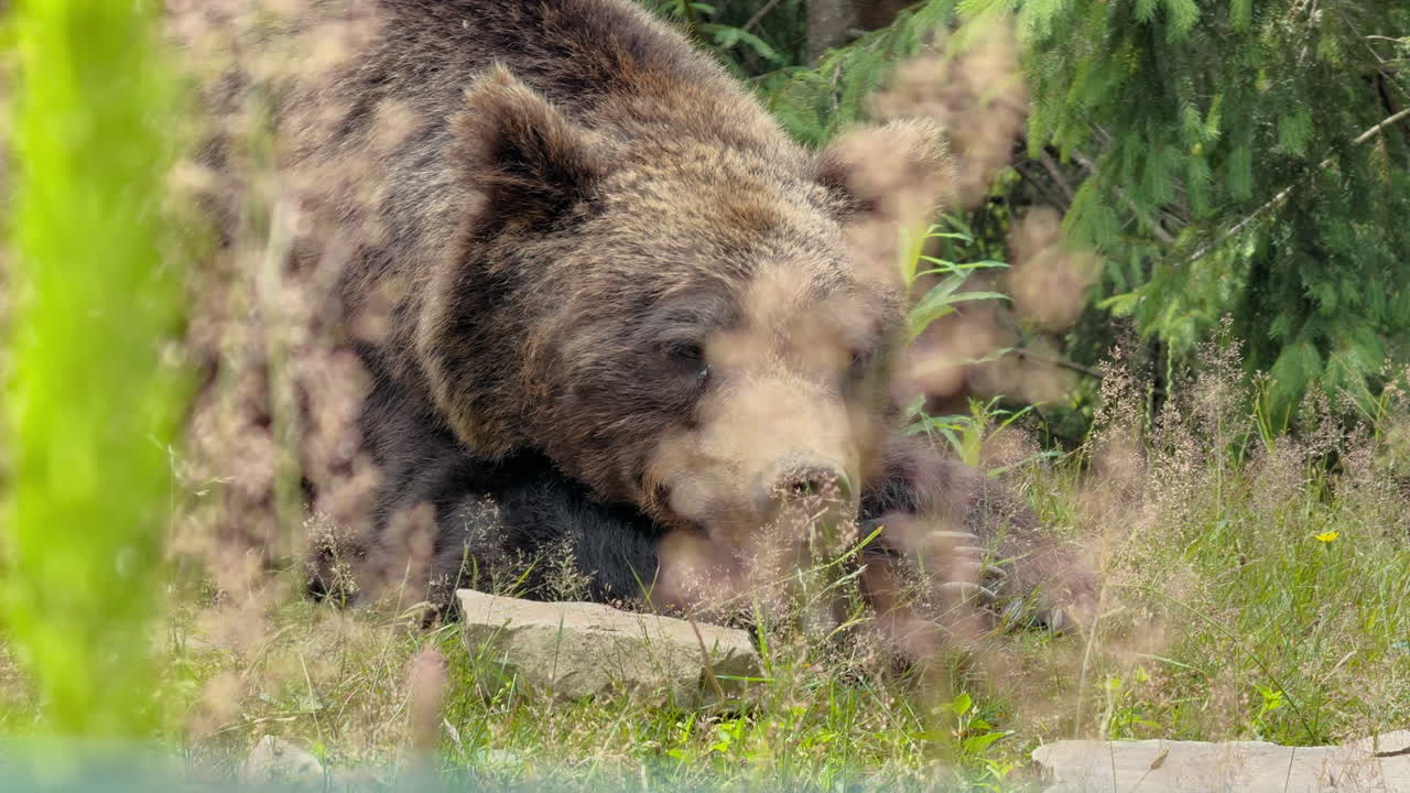 Un grande orso bruno sta riposando pacificamente tra erbe alte e fogliame verde in una foresta illuminata dal sole.