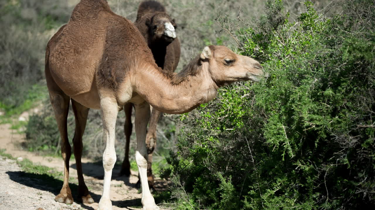 camello marruecos 01