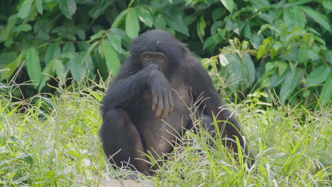 Bonobo in una savana naturale nella RDC Congo.