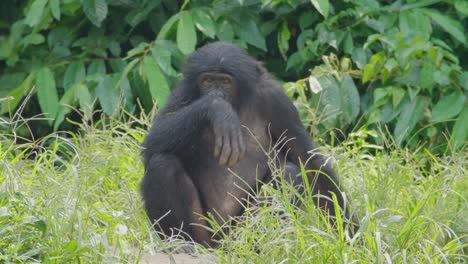 bonobo en una sabana natural de la república democrática del congo