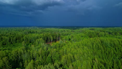 Panorama-Of-Dense-Thicket-Against-Cloudy-And-Gloomy-Sky