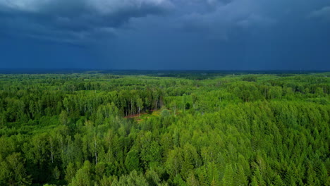 Panorama-Von-Dichtem-Dickicht-Vor-Bewölktem-Und-Düsterem-Himmel