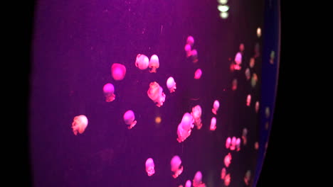 very-unique-jellyfish-change-colors-inside-Depp-water-red-blue-green-meduza-inside-aquarium