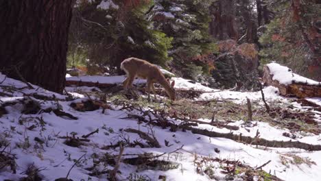 El-Ciervo-Pasta-En-El-Bosque-Nevado,-A-Cámara-Lenta