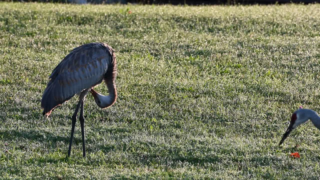 샌드힐 크레인 들 이 미시간 의 잔디 ⁇  에서 먹이 를 먹고 몸 을  ⁇ 고 있다