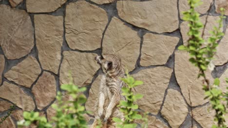 close up portrait of a cute meerkat looking at the sky