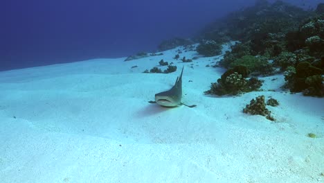 Whitetip-Reef-Shark-resting-on-sand-beside-coral-reef-in-French-Polynesia