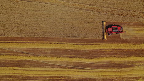 harvesting of wheat field. top view of combine harvester agricultural machine riding in the field of golden ripe wheat